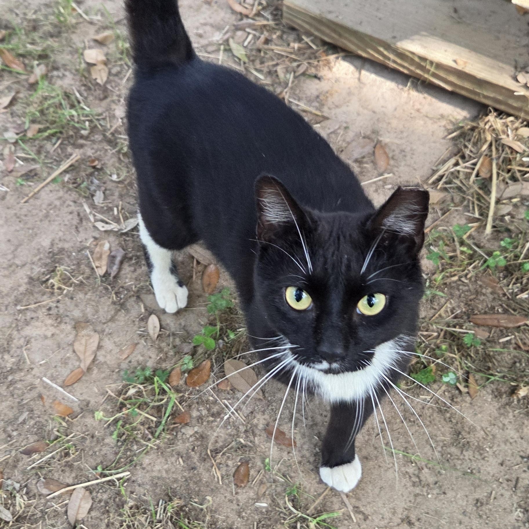 Rider, a Adoptable mixed breed in South Amboy, NJ image 3/5