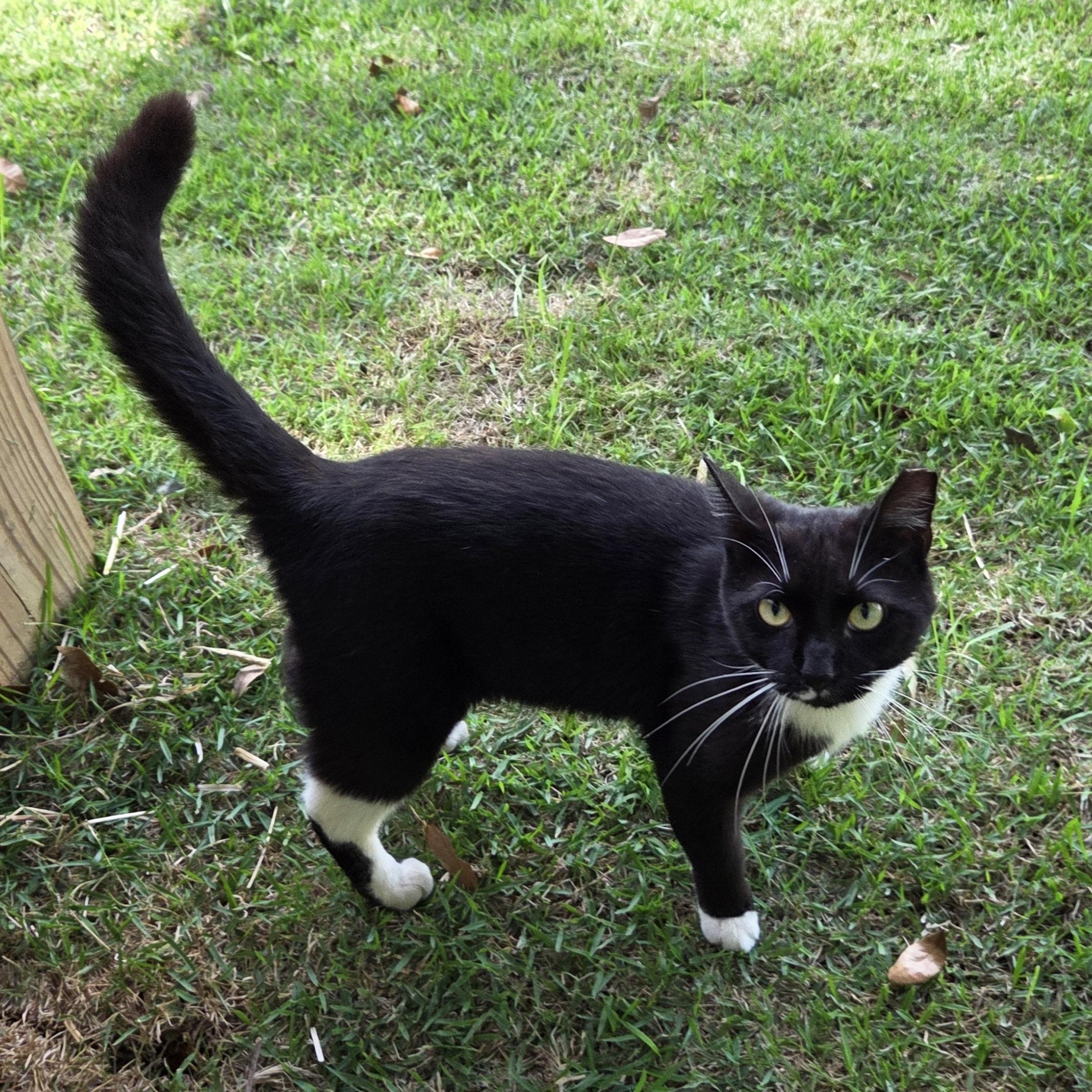Rider, a Adoptable mixed breed in South Amboy, NJ image 5/5