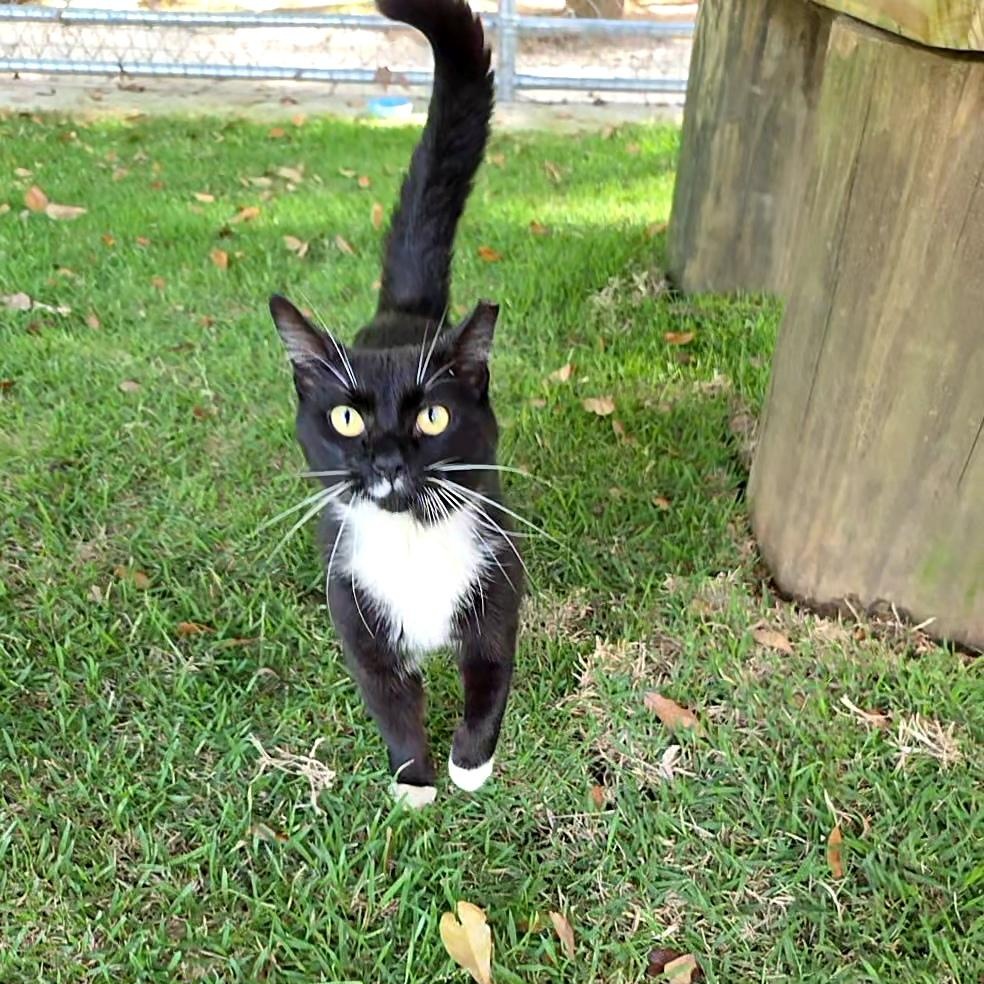 Rider, a Adoptable mixed breed in South Amboy, NJ image 4/5
