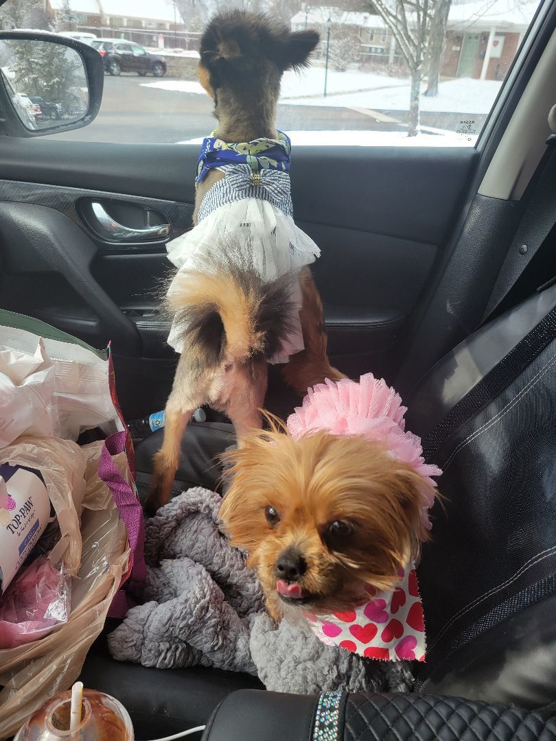 Ember, Adopted, Adult Female Yorkshire Terrier.