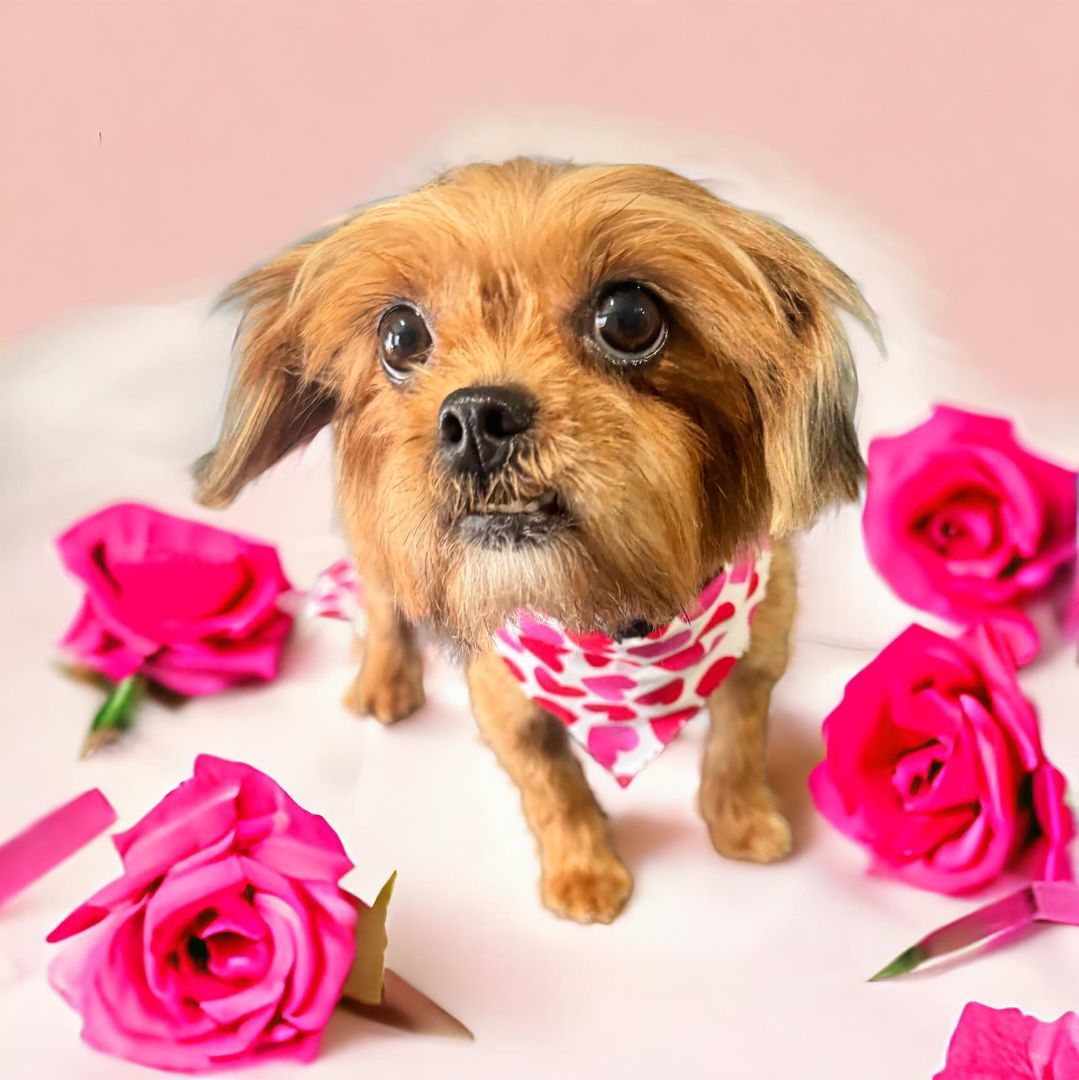 Enlarge Ember, a Adopted mixed breed in Cincinnati, OH image 2/5