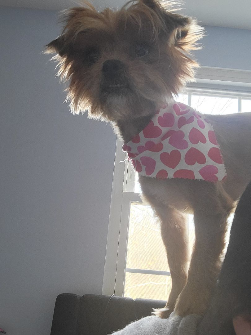 Enlarge Ember, a Adopted mixed breed in Cincinnati, OH image 3/5