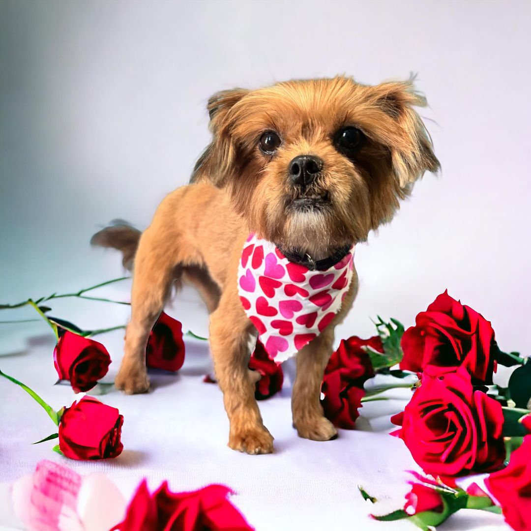 Enlarge Ember, a Adopted mixed breed in Cincinnati, OH image 4/5