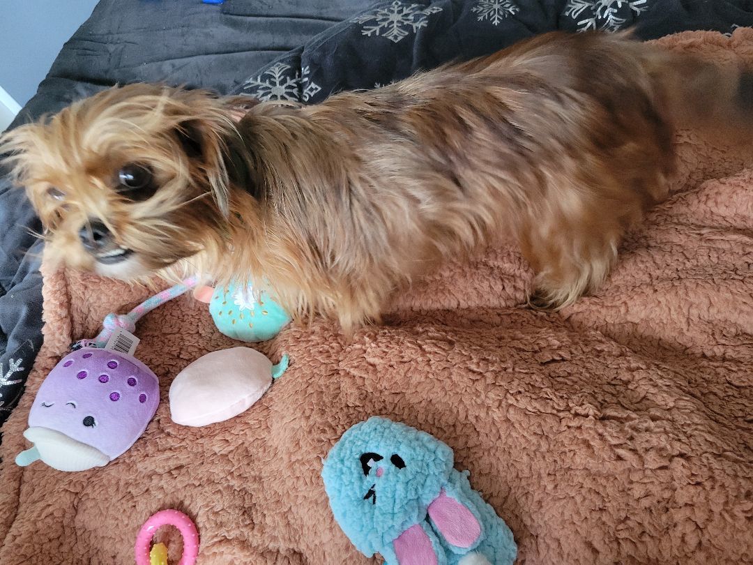 Enlarge Ember, a Adopted mixed breed in Cincinnati, OH image 5/5