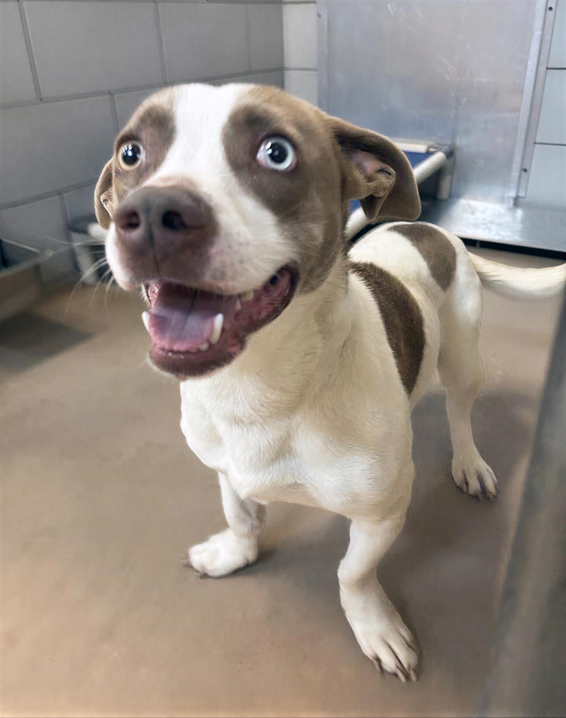 Enlarge Mighty Thor, an adopted Mixed Breed in Nashville, TN image 1/1