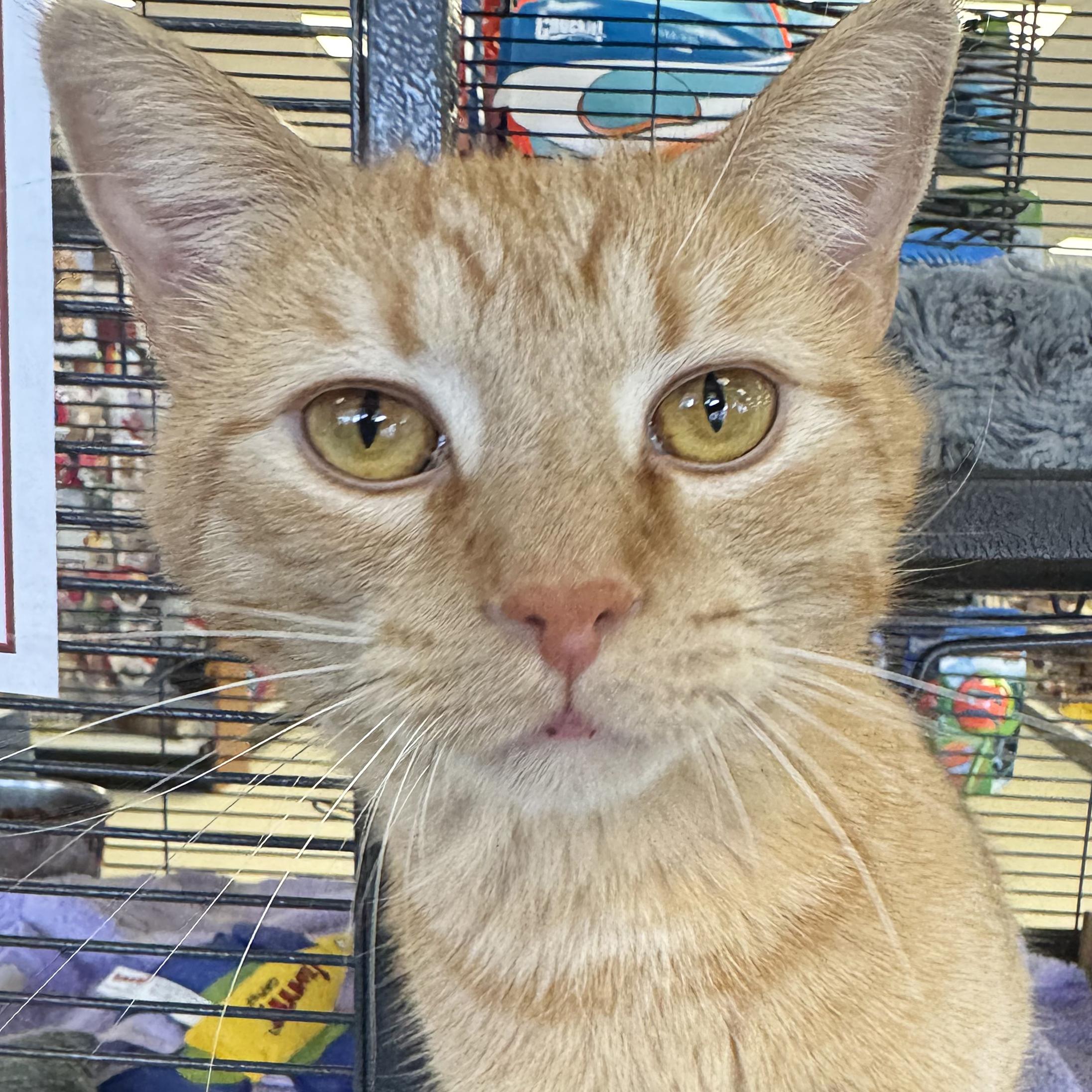 Enlarge Duncan - Adoption pending, an adopted mixed breed in Harrisburg, PA image 3/6