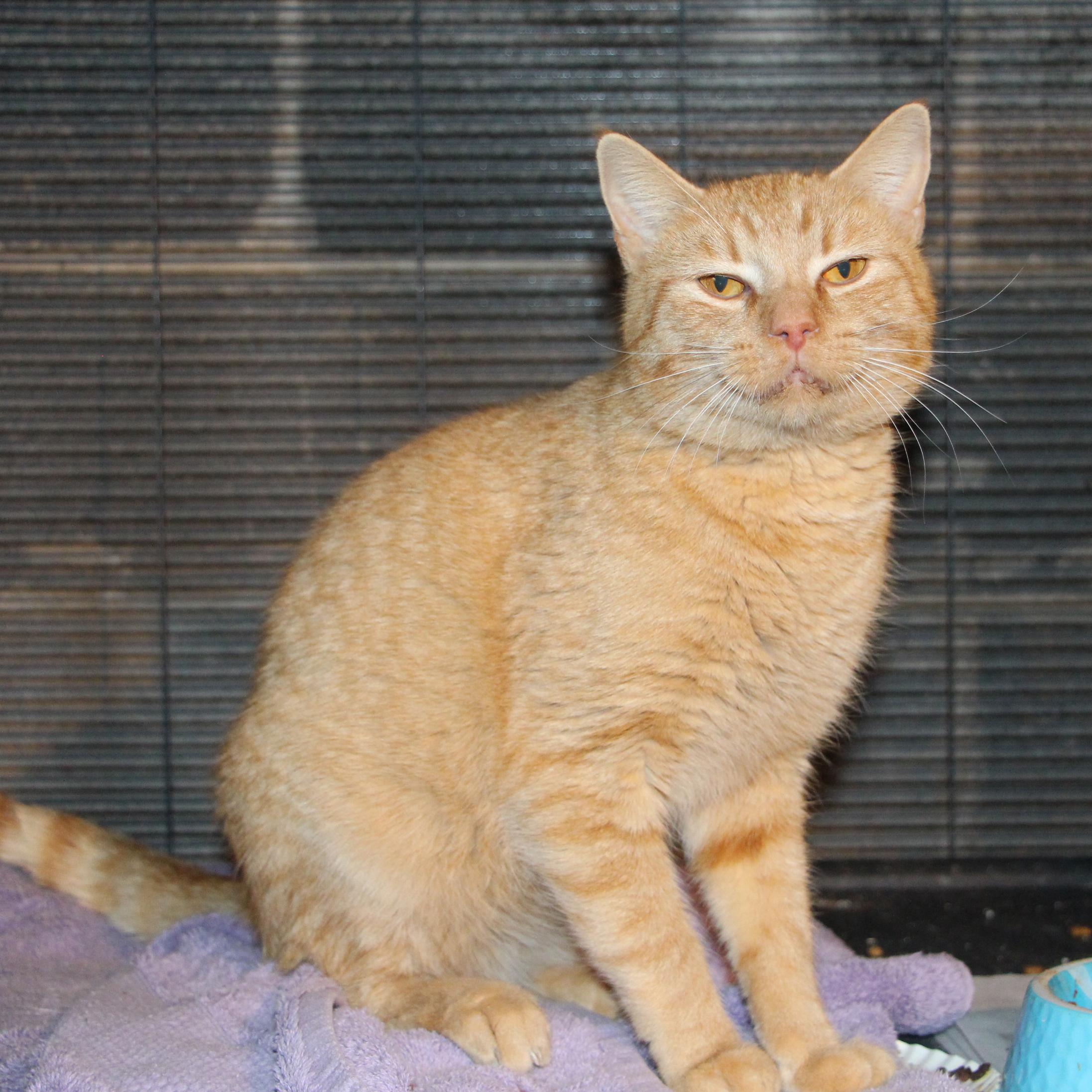 Enlarge Duncan - Meet me at Benny's Pet Depot, a ADOPTABLE mixed breed in Harrisburg, PA image 1/4