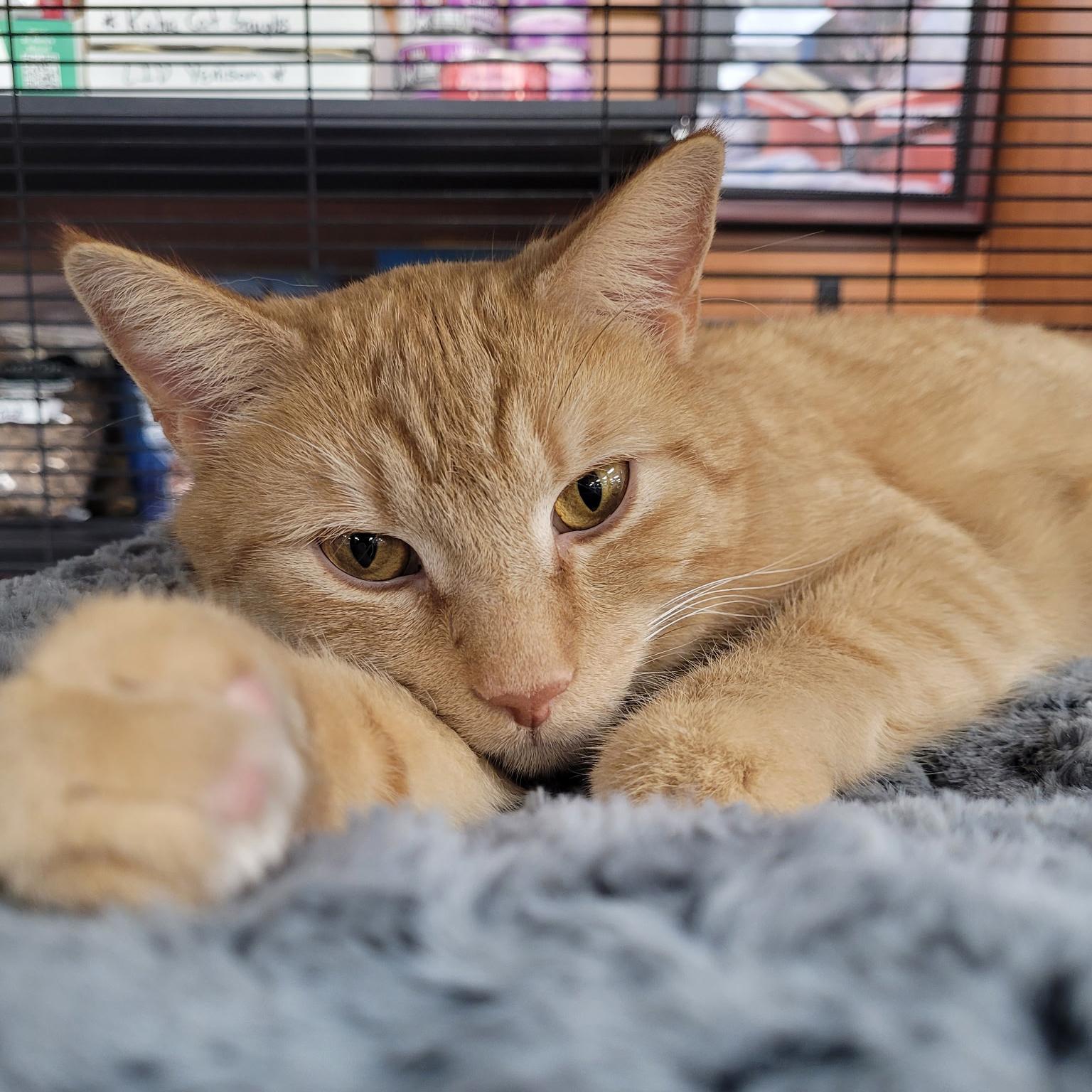 Duncan - Adoption pending, adopted, Young Male Tabby & Domestic Short Hair.