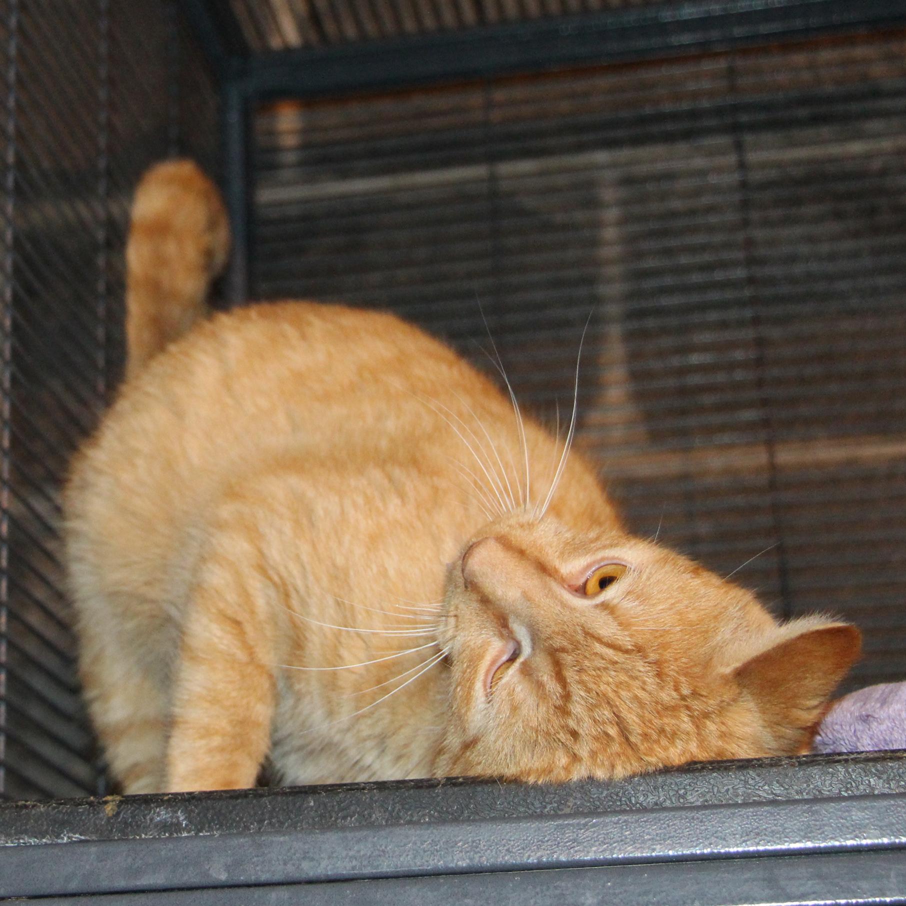 Enlarge Duncan - Meet me at Benny's Pet Depot, a ADOPTABLE mixed breed in Harrisburg, PA image 2/4