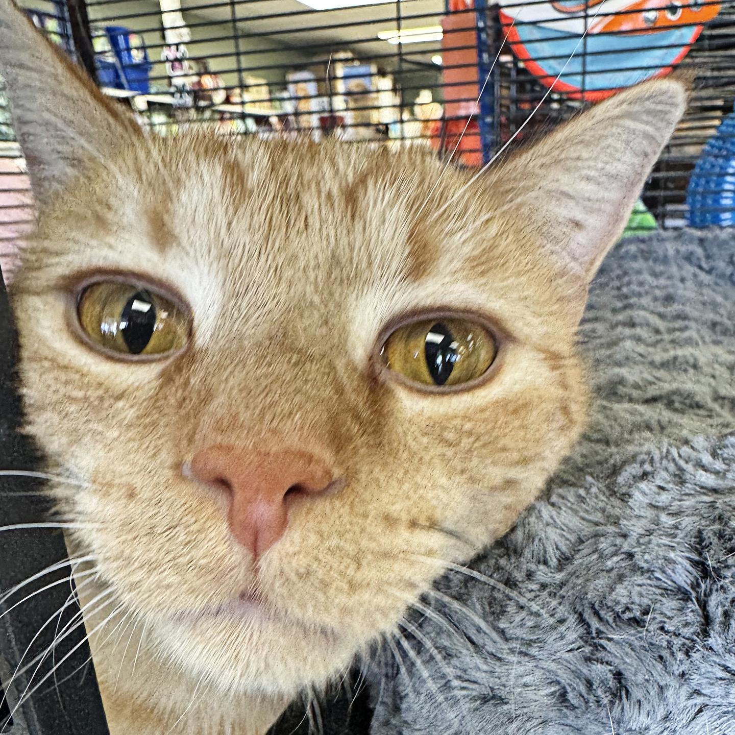 Enlarge Duncan - Adoption pending, an adopted mixed breed in Harrisburg, PA image 4/6