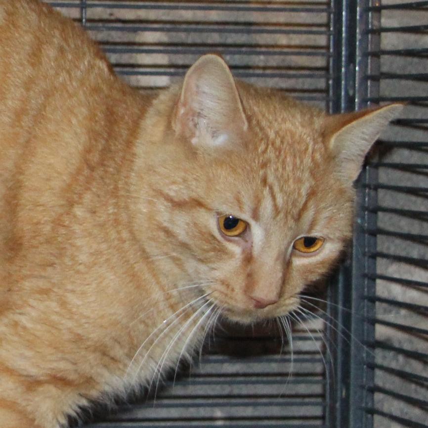 Enlarge Duncan - Meet me at Benny's Pet Depot, a ADOPTABLE mixed breed in Harrisburg, PA image 3/4