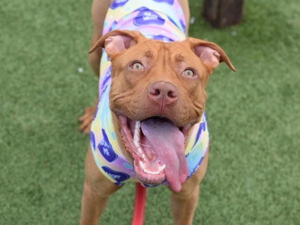 Enlarge Fabulosa, a Adoptable mixed breed in Ridgewood, NY image 1/1