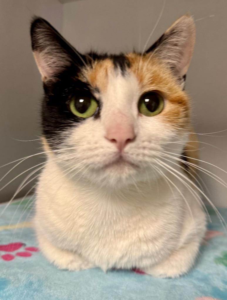 Enlarge Brulee, a Adoptable mixed breed in Gilbert, AZ image 1/1