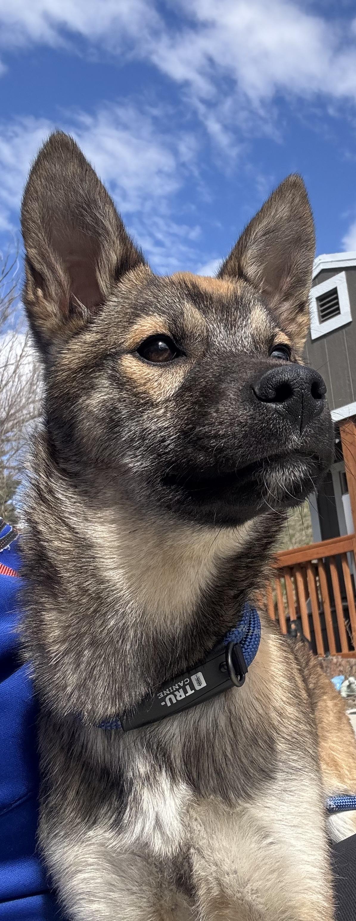 Yogi