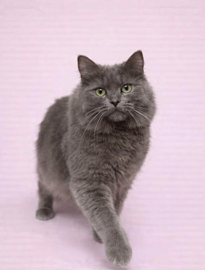 Pinto Wood - adopt with Fava, Adoptable, Adult Female Domestic Long Hair & Domestic Short Hair.