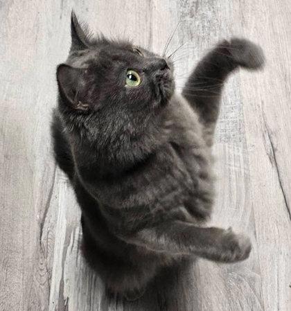 Enlarge Pinto Wood - adopt with Fava, a Adoptable mixed breed in Hudson, MA image 2/3