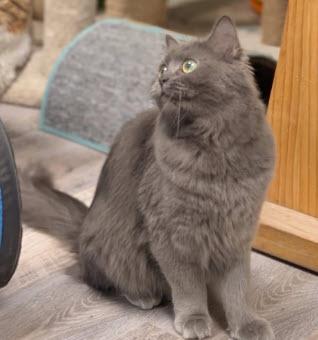 Enlarge Pinto Wood - adopt with Fava, a Adoptable mixed breed in Hudson, MA image 3/3