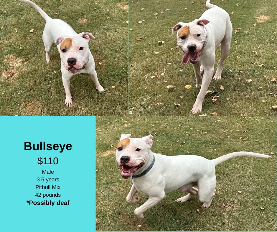 Bullseye, Adoptable, Adult Male Pit Bull Terrier.