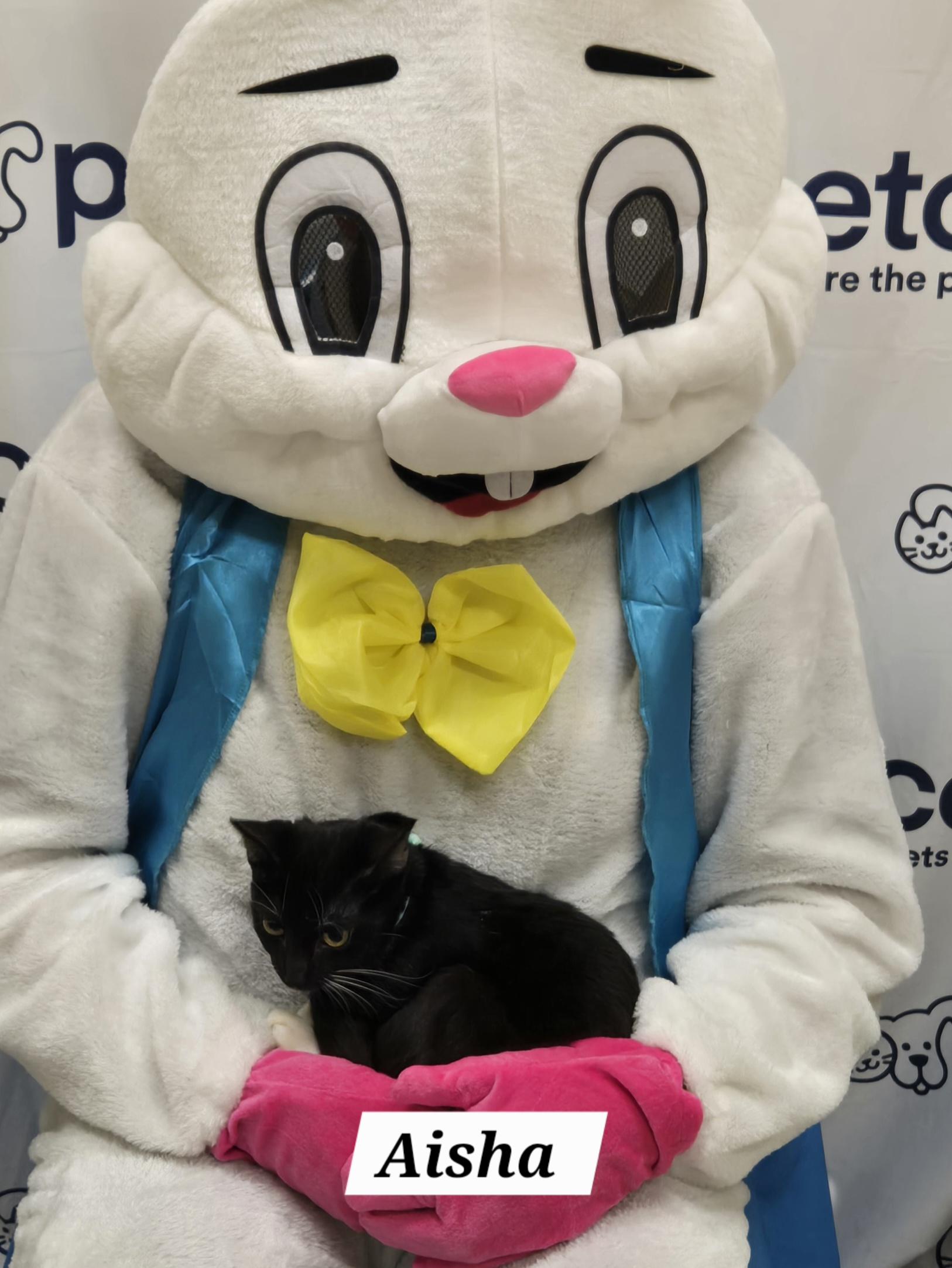 Enlarge Aisha , a ADOPTABLE mixed breed in Redondo Beach, CA image 4/5