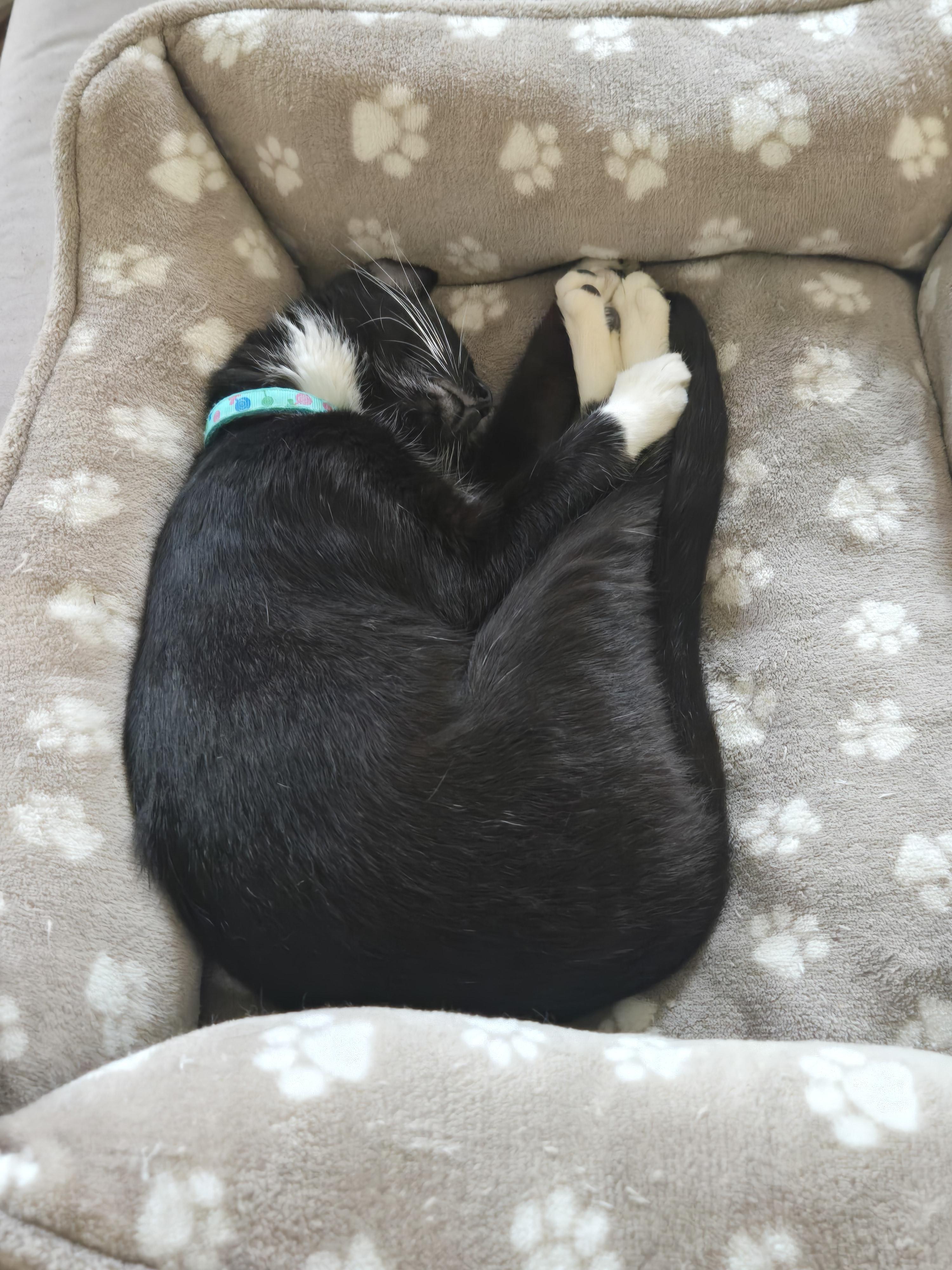 Enlarge Aisha , a ADOPTABLE mixed breed in Redondo Beach, CA image 5/5