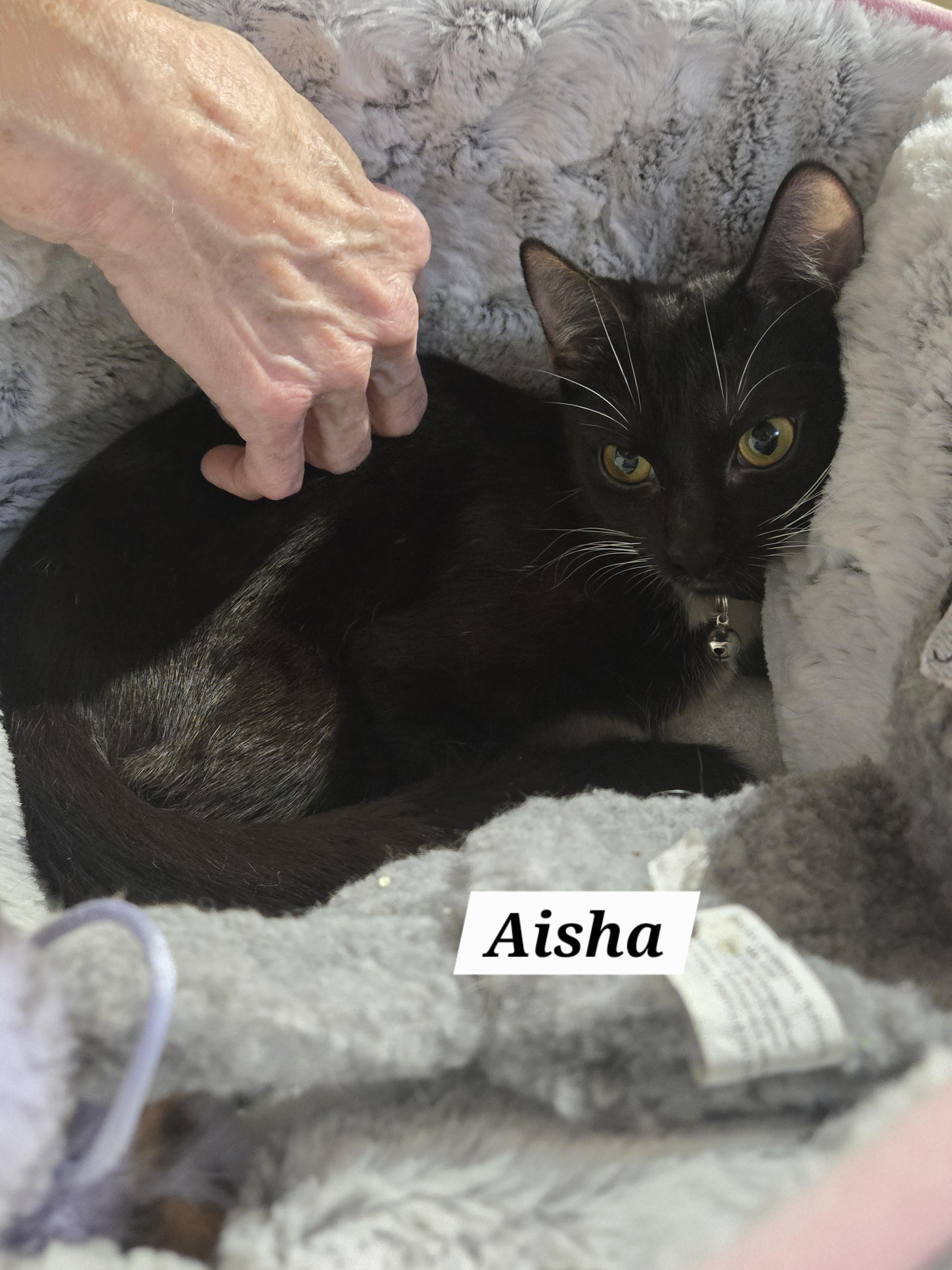 Enlarge Aisha , a ADOPTABLE mixed breed in Redondo Beach, CA image 2/5