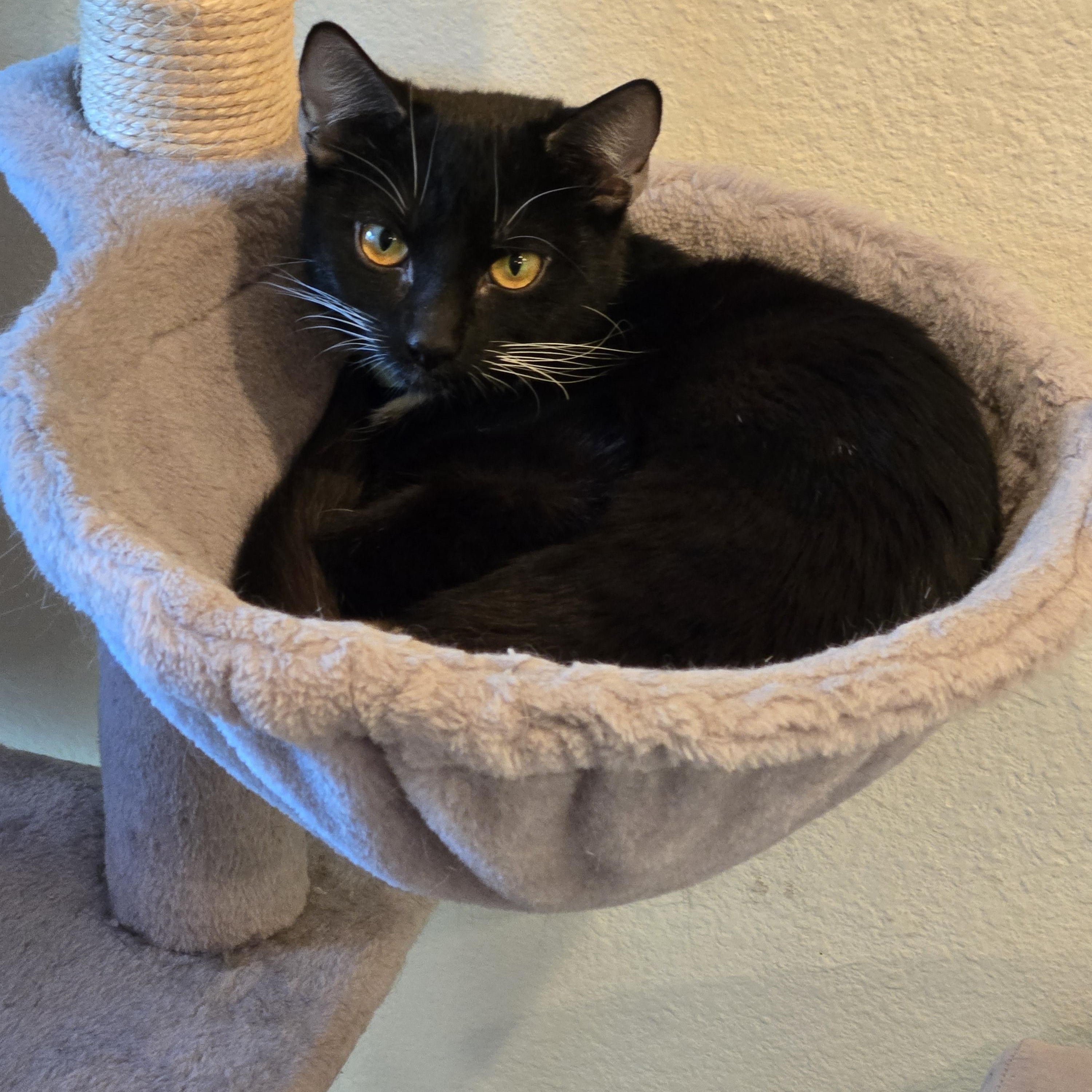Alisha, ADOPTABLE, Young Female Tuxedo.