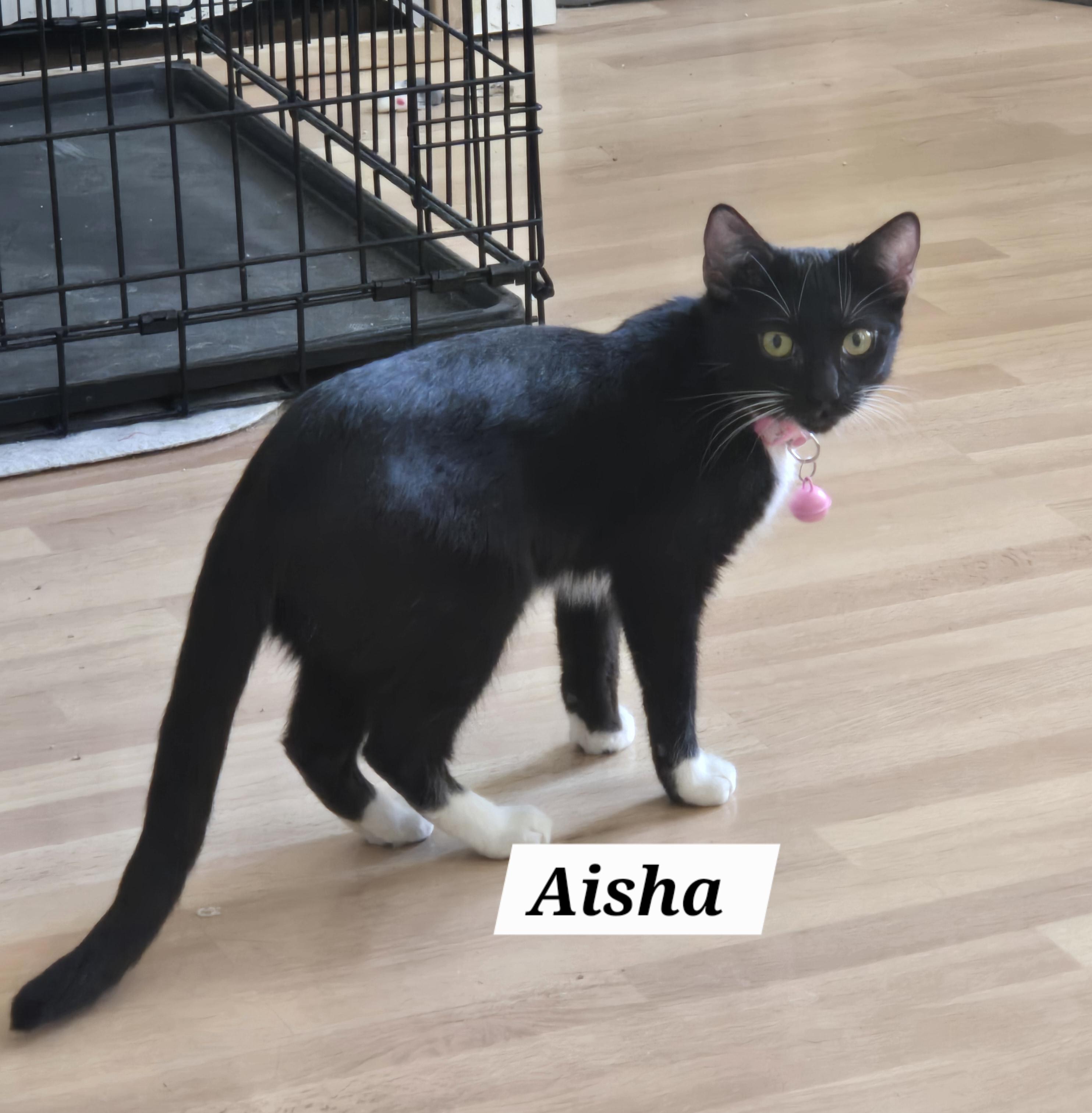 Aisha , ADOPTABLE, Young Female Tuxedo.