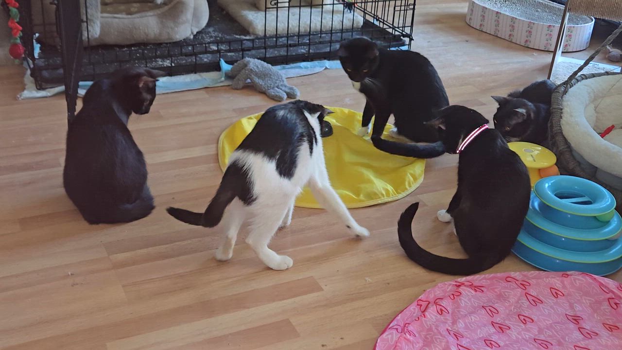 Enlarge Aisha , a ADOPTABLE mixed breed in Redondo Beach, CA video 3/5