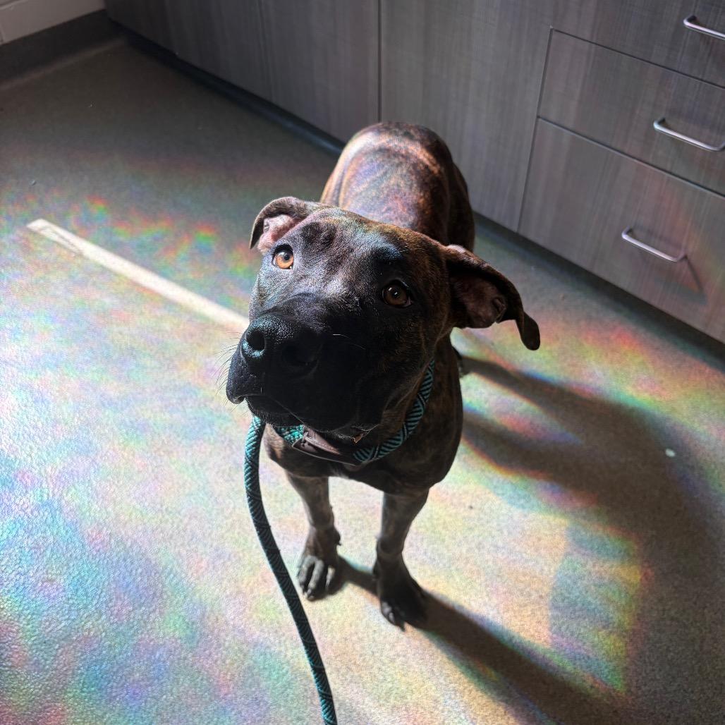 Nevaeh, a Adoptable Mixed Breed in Council Bluffs, IA image 1/5