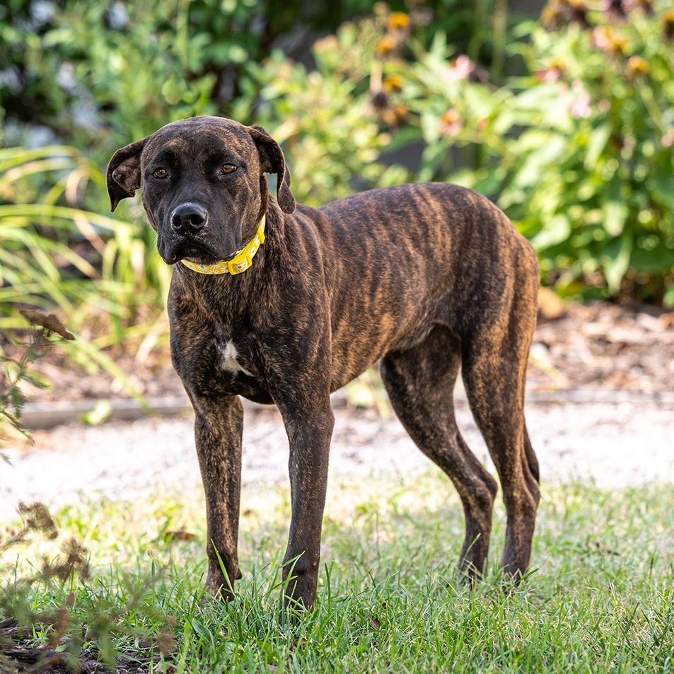 Nevaeh, a Adoptable Mixed Breed in Council Bluffs, IA image 2/5