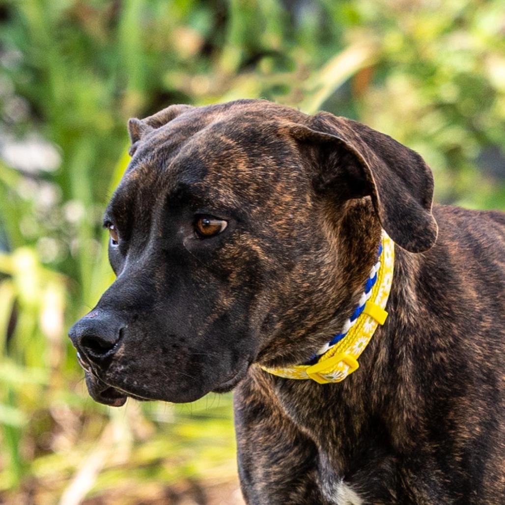 Nevaeh, a Adoptable Mixed Breed in Council Bluffs, IA image 3/5
