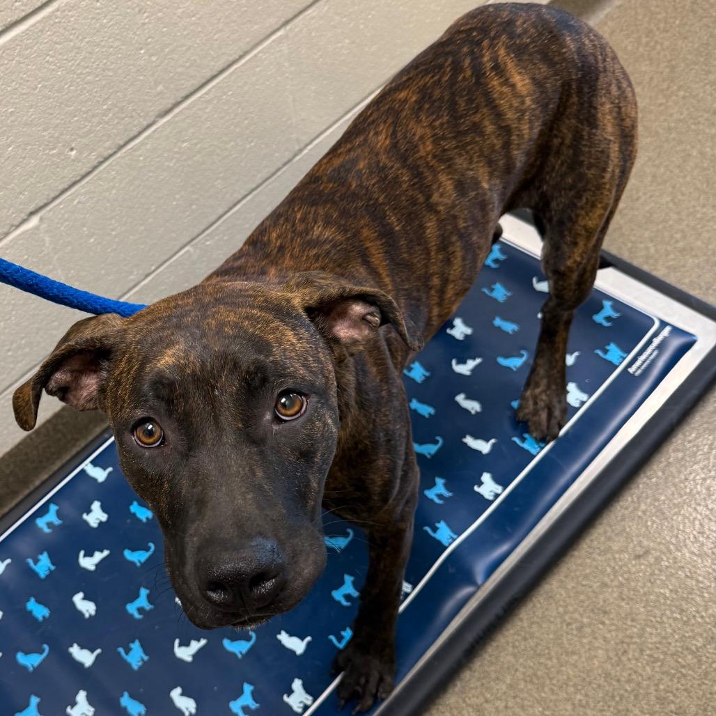 Nevaeh, a Adoptable Mixed Breed in Council Bluffs, IA image 4/5