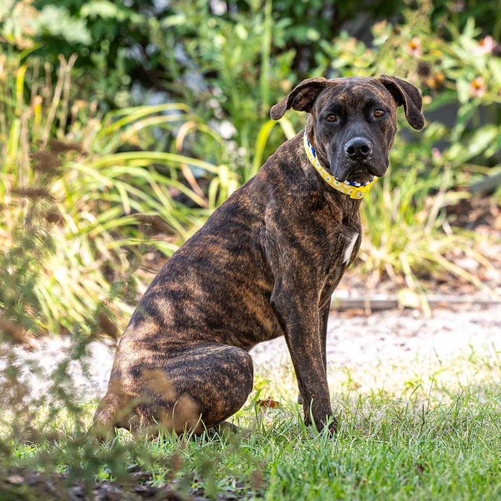 Nevaeh, a Adoptable Mixed Breed in Council Bluffs, IA image 5/5
