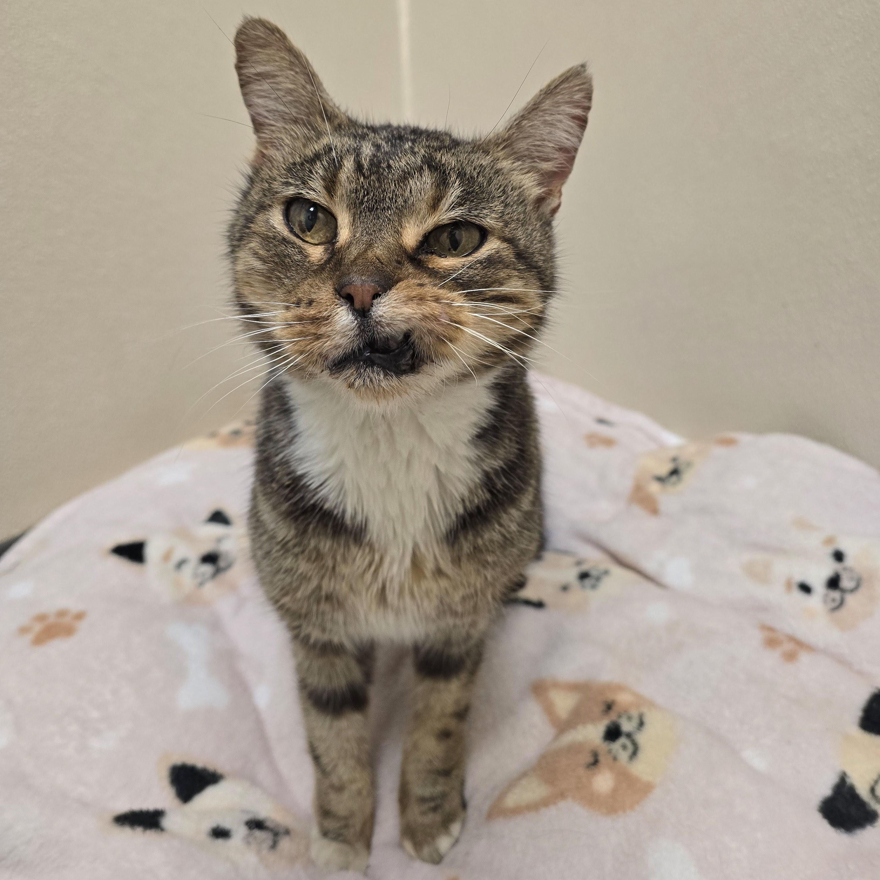 Enlarge Duke, an adopted mixed breed in Mount Carmel, IL image 1/3