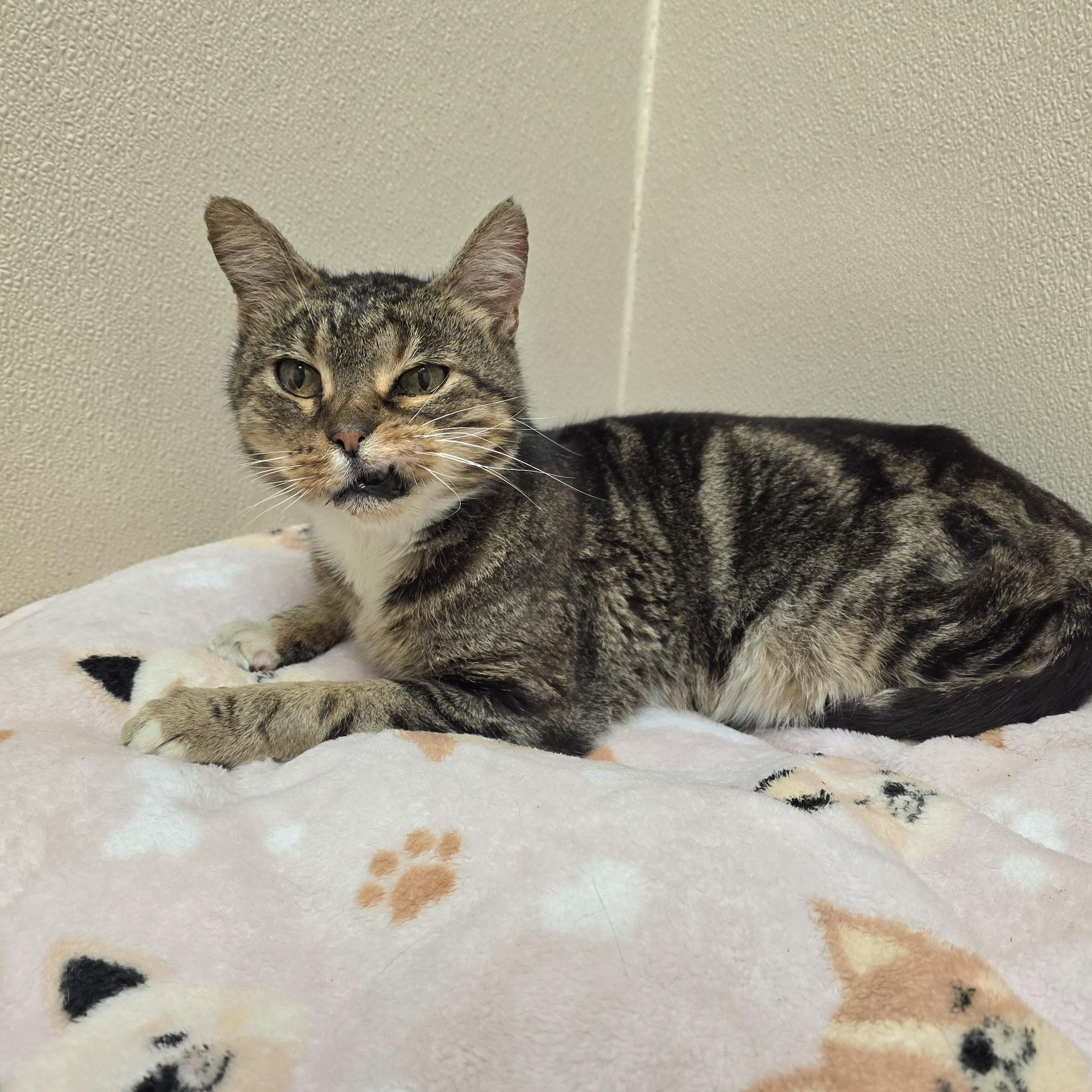 Enlarge Duke, an adopted mixed breed in Mount Carmel, IL image 2/3