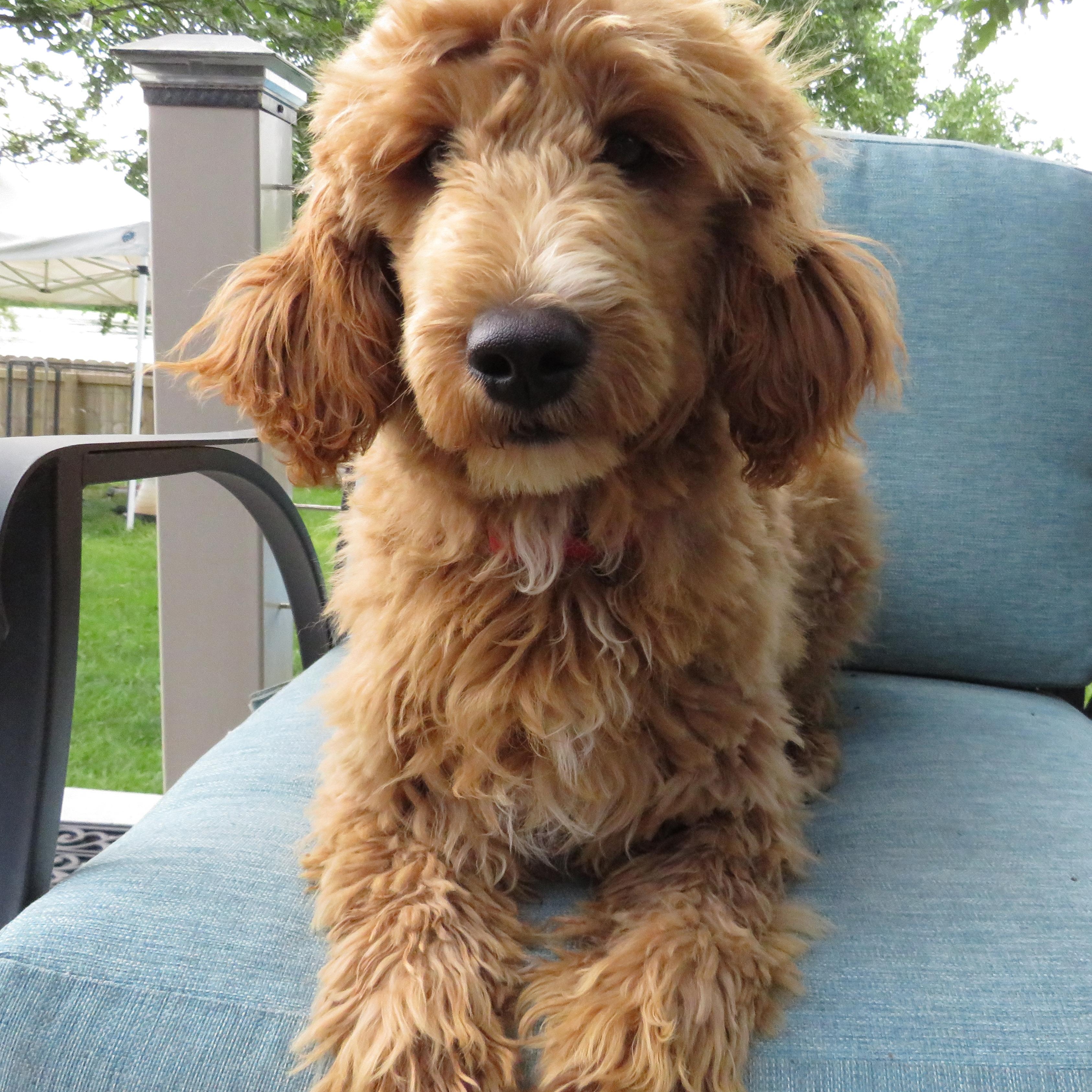 Teddy