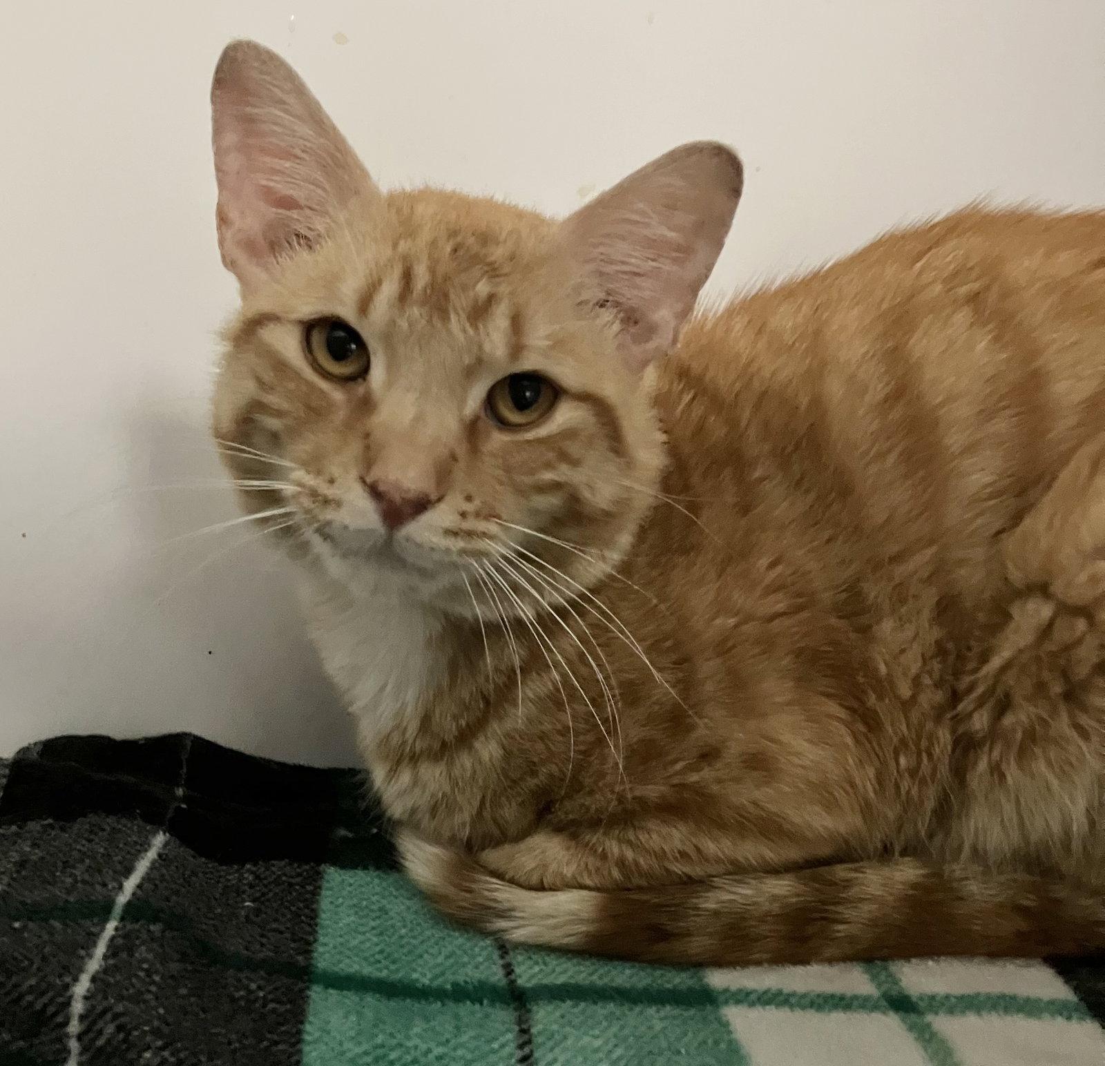 Pablo, Adopted, Adult Male Domestic Short Hair.