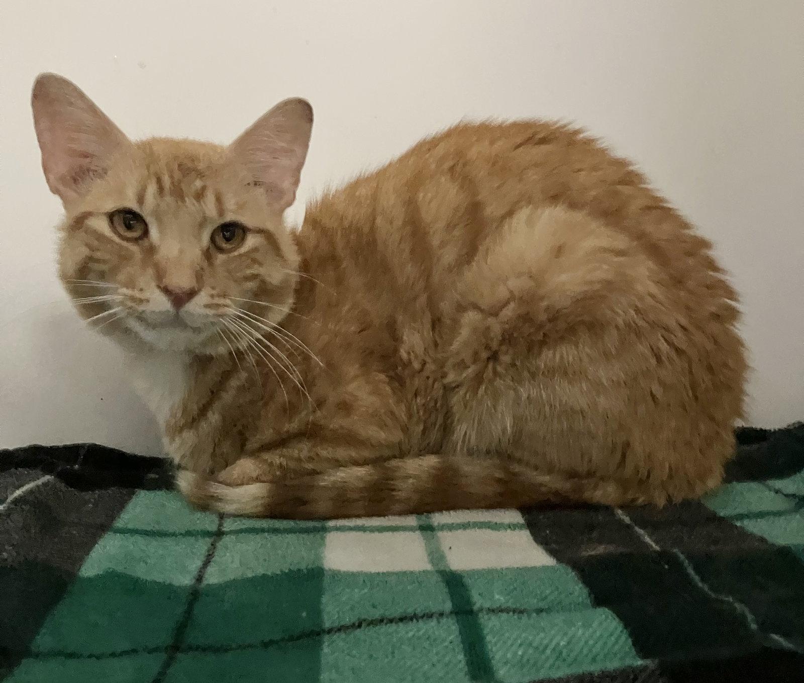 Pablo, a Adopted Domestic Short Hair in Dublin, OH image 2/2