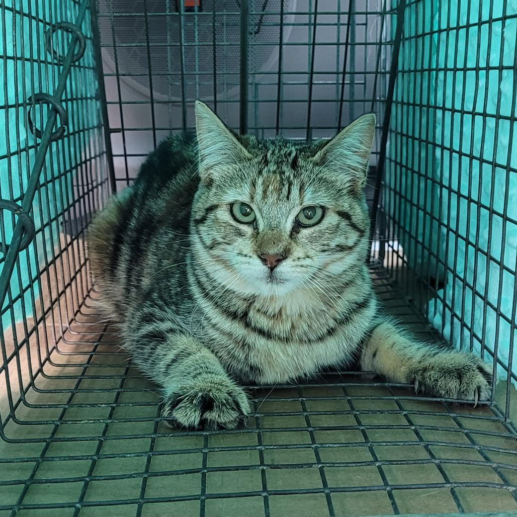 Enlarge Lil Bit, a Adoptable Domestic Short Hair in Coos Bay, OR image 1/1