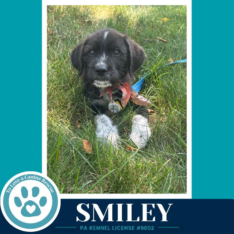Smiley (Mood Boosters) 071826, Adoptable, Puppy Female Great Pyrenees & Labrador Retriever.