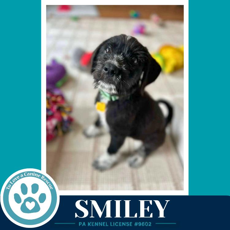Smiley (Mood Boosters) 071826, a Adoptable mixed breed in Kimberton, PA image 2/6