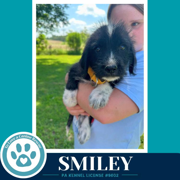 Smiley (Mood Boosters) 071826, a Adoptable mixed breed in Kimberton, PA image 3/6