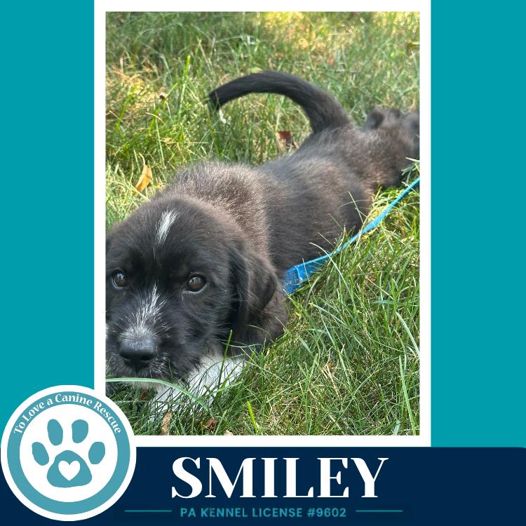 Smiley (Mood Boosters) 071826, a Adoptable mixed breed in Kimberton, PA image 4/6