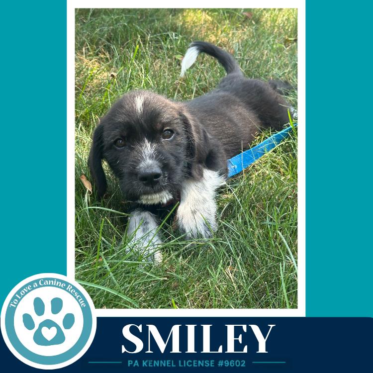 Smiley (Mood Boosters) 071826, a Adoptable mixed breed in Kimberton, PA image 5/6