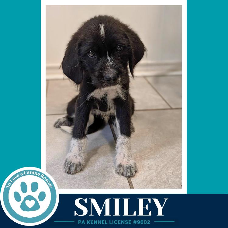 Smiley (Mood Boosters) 071826, a Adoptable mixed breed in Kimberton, PA image 6/6