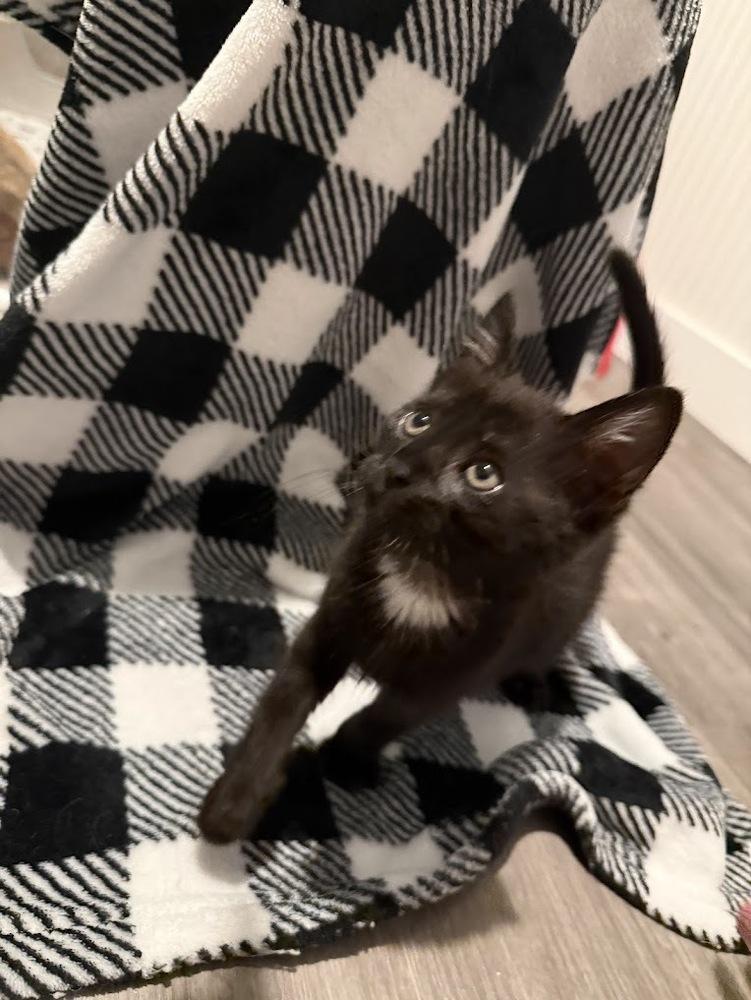 Enlarge Samosa, a Adoptable Domestic Short Hair in Fremont, CA image 2/6