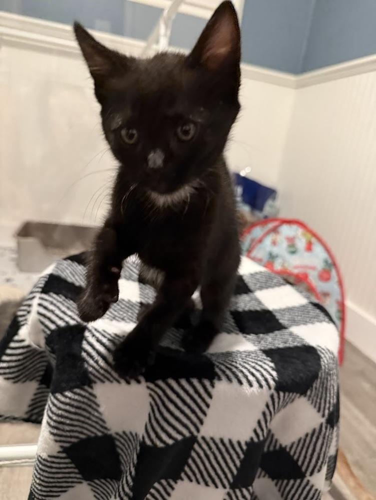 Enlarge Samosa, a Adoptable Domestic Short Hair in Fremont, CA image 3/6