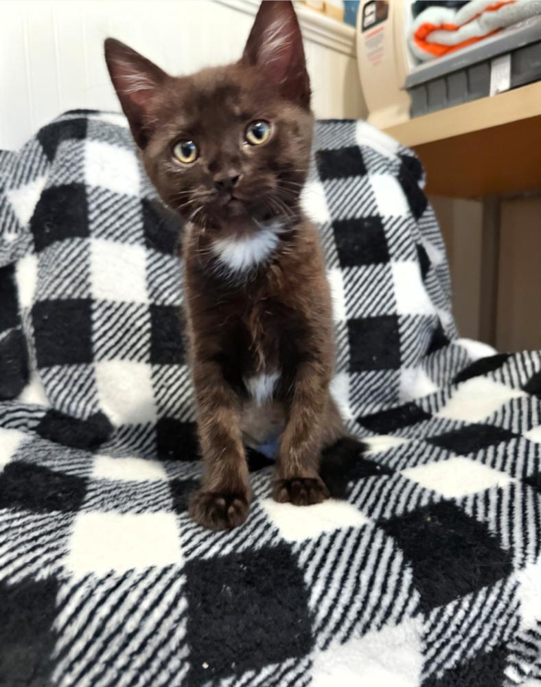 Enlarge Samosa, a Adoptable Domestic Short Hair in Fremont, CA image 5/6