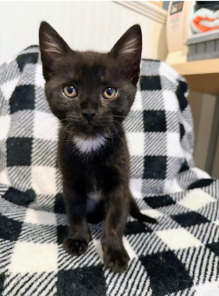 Enlarge Samosa, a Adoptable Domestic Short Hair in Fremont, CA image 6/6