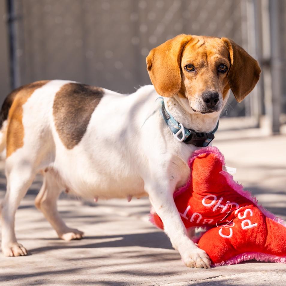 Bella Bologna — thumbnail 2